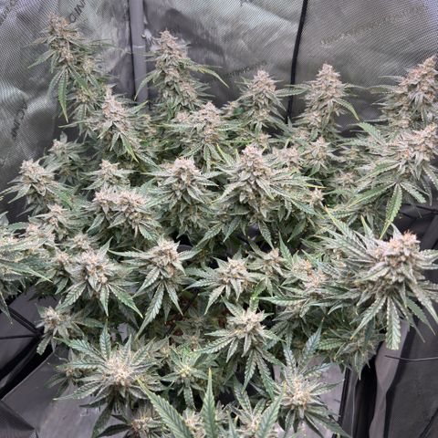 Kalimotxo Kush  growlog timeline photo
