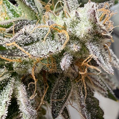 Kalimotxo Kush  growlog timeline photo