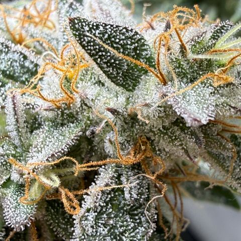 Kalimotxo Kush  growlog timeline photo