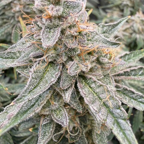 Kalimotxo Kush  growlog timeline photo