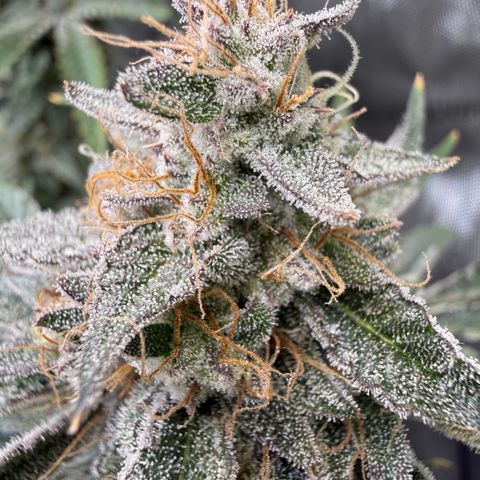 Kalimotxo Kush  growlog timeline photo