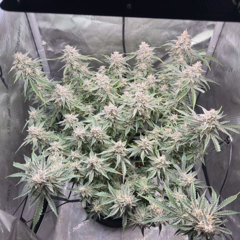 Kalimotxo Kush  growlog timeline photo