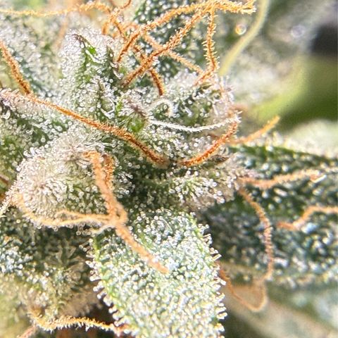 Kalimotxo Kush  growlog timeline photo