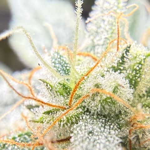 Kalimotxo Kush  growlog timeline photo