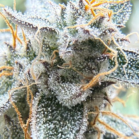 Kalimotxo Kush  growlog timeline photo
