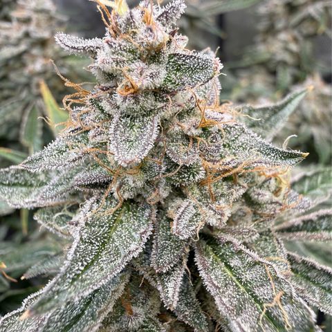 Kalimotxo Kush  growlog timeline photo