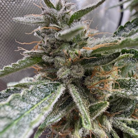 Kalimotxo Kush  growlog timeline photo