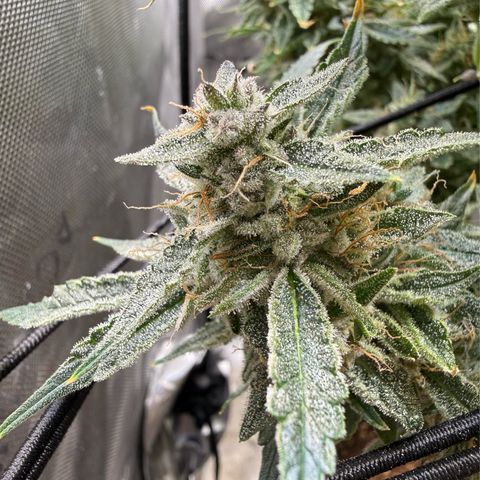 Kalimotxo Kush  growlog timeline photo