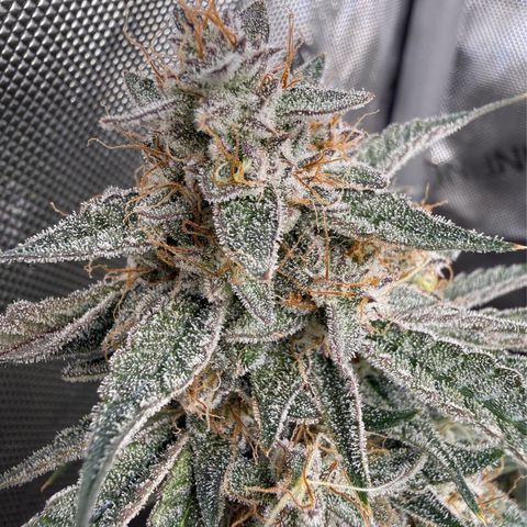 Kalimotxo Kush  growlog timeline photo