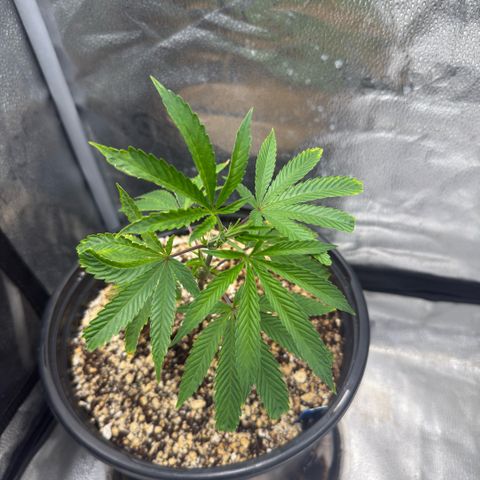 Sugar Babies Lit Farms #1 growlog timeline photo