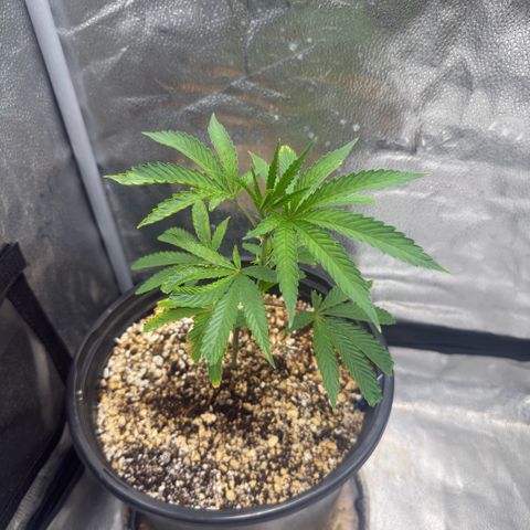 Sugar Babies Lit Farms #1 growlog timeline photo