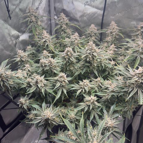 Kalimotxo Kush  growlog timeline photo