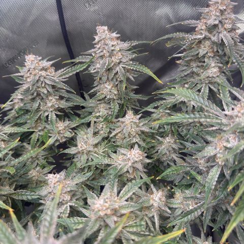 Kalimotxo Kush  growlog timeline photo