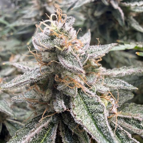 Kalimotxo Kush  growlog timeline photo