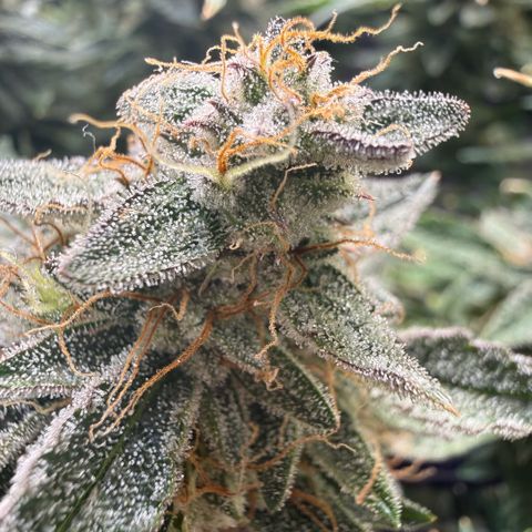 Kalimotxo Kush  growlog timeline photo