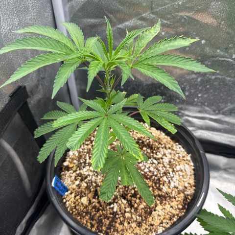 Sugar Babies Lit Farms #1 growlog timeline photo