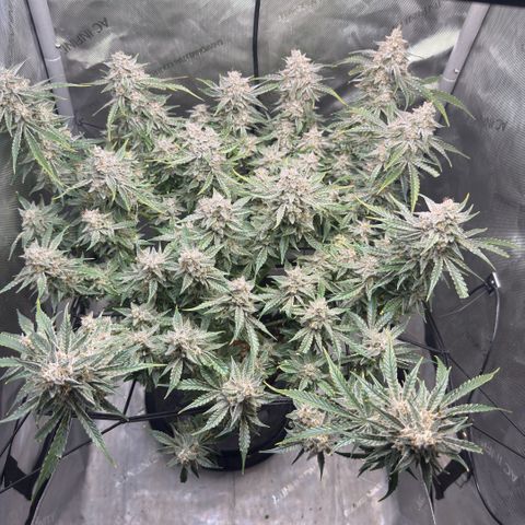 Kalimotxo Kush  growlog timeline photo