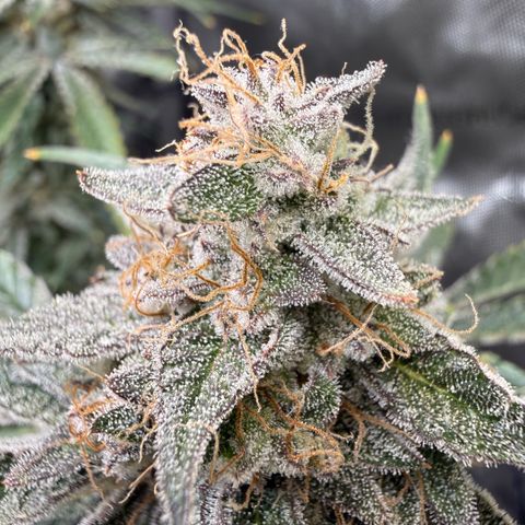 Kalimotxo Kush  growlog timeline photo