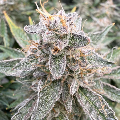 Kalimotxo Kush  growlog timeline photo