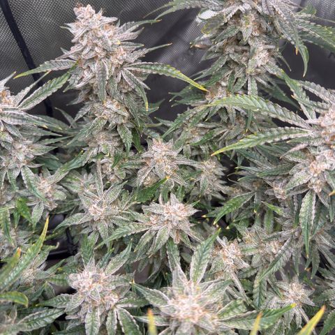 Kalimotxo Kush  growlog timeline photo