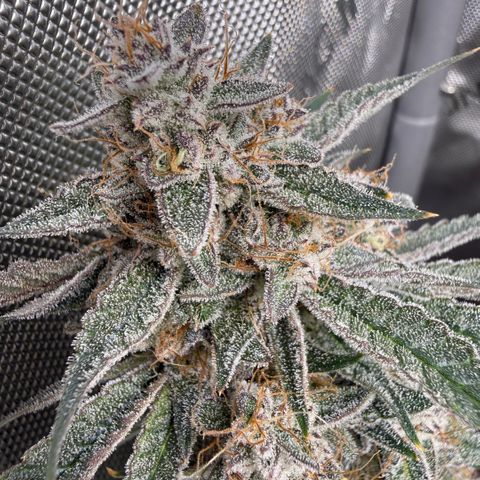 Kalimotxo Kush  growlog timeline photo