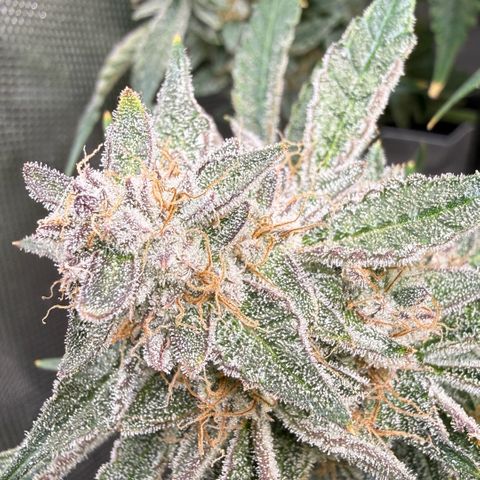 Kalimotxo Kush  growlog timeline photo