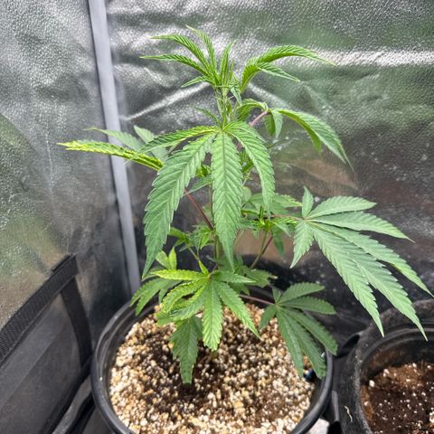 Sugar Babies Lit Farms #1 growlog timeline photo