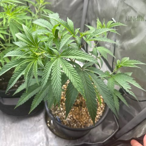Sugar Babies Lit Farms #1 growlog timeline photo