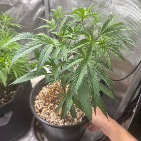 Sugar Babies Lit Farms #1 growlog timeline photo