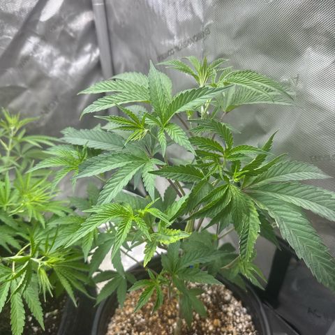 Sugar Babies Lit Farms #1 growlog timeline photo