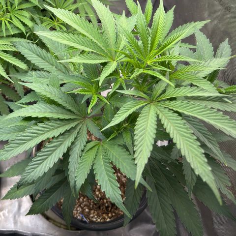 Sugar Babies Lit Farms #1 growlog timeline photo