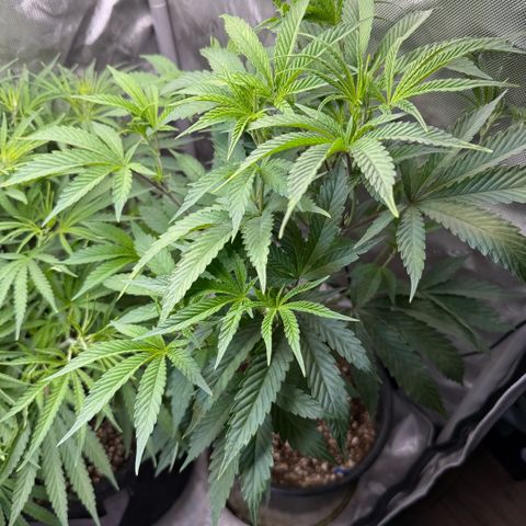 Sugar Babies Lit Farms #1 growlog timeline photo