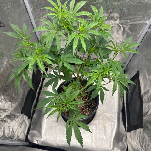 Sugar Babies Lit Farms #1 growlog timeline photo
