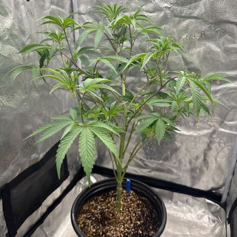Sugar Babies Lit Farms #1 growlog timeline photo