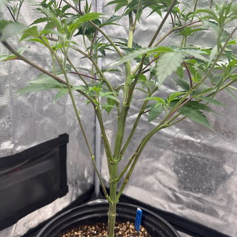 Sugar Babies Lit Farms #1 growlog timeline photo