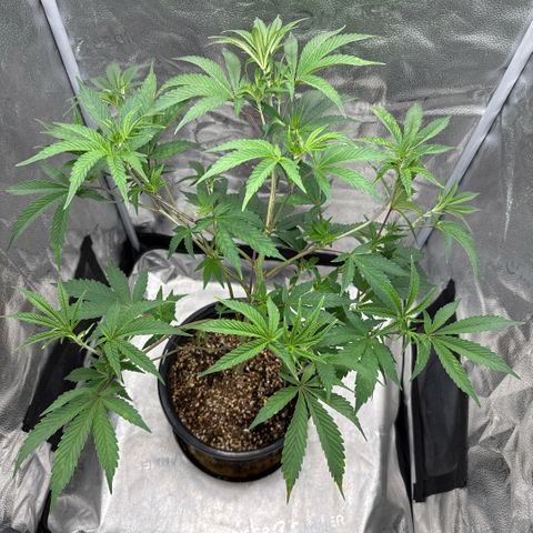 Sugar Babies Lit Farms #1 growlog timeline photo