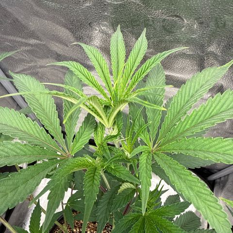 Sugar Babies Lit Farms #1 growlog timeline photo