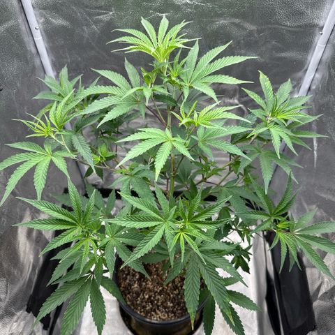 Sugar Babies Lit Farms #1 growlog timeline photo