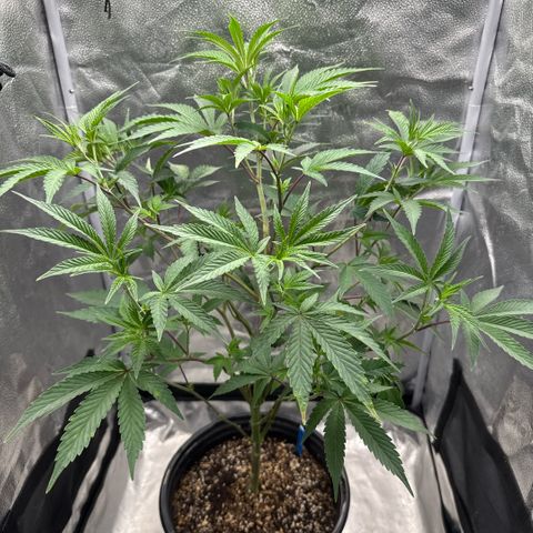 Sugar Babies Lit Farms #1 growlog timeline photo