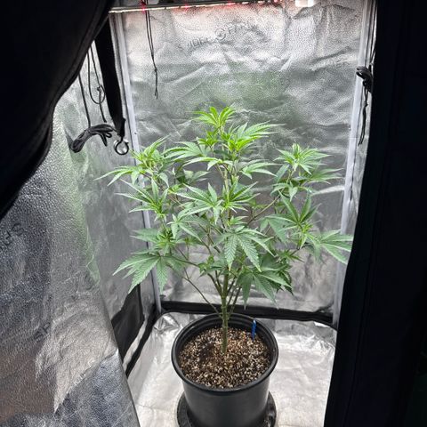 Sugar Babies Lit Farms #1 growlog timeline photo