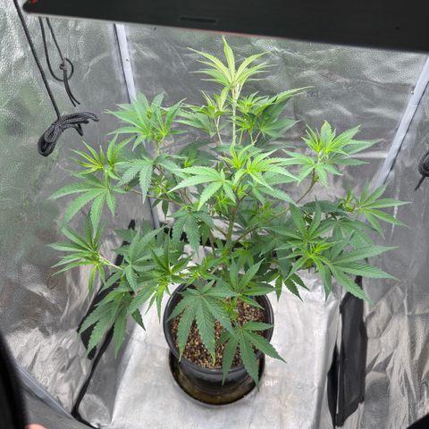 Sugar Babies Lit Farms #1 growlog timeline photo