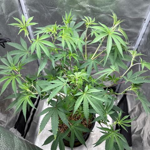 Sugar Babies Lit Farms #1 growlog timeline photo