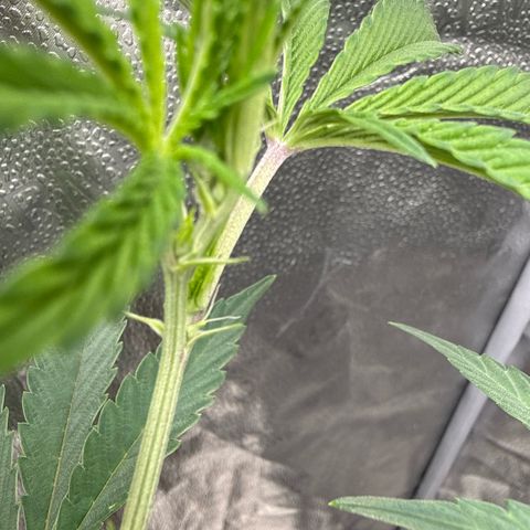 Sugar Babies Lit Farms #1 growlog timeline photo