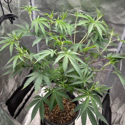 Sugar Babies Lit Farms #1 growlog timeline photo