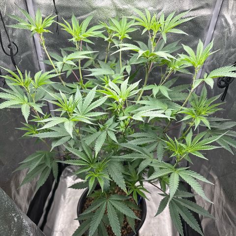 Sugar Babies Lit Farms #1 growlog timeline photo