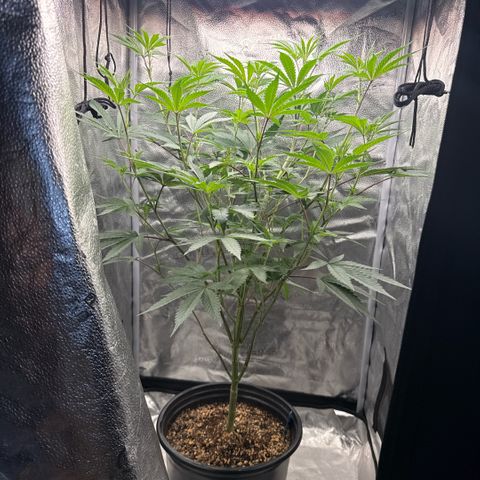 Sugar Babies Lit Farms #1 growlog timeline photo