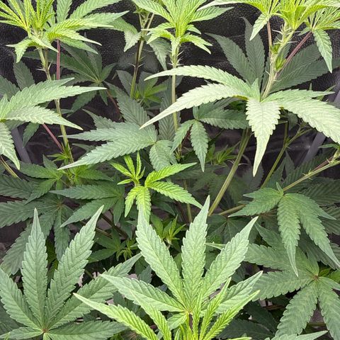 Sugar Babies Lit Farms #1 growlog timeline photo