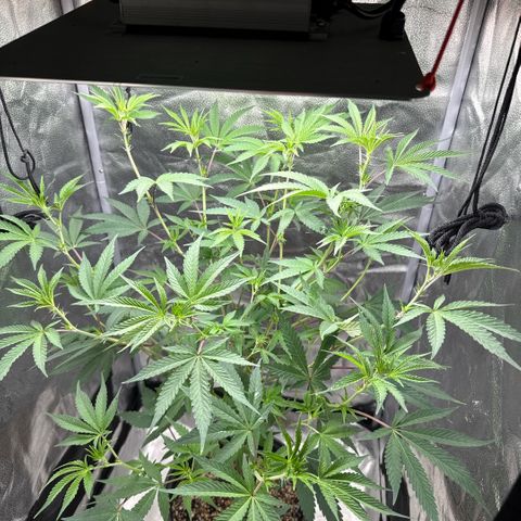 Sugar Babies Lit Farms #1 growlog timeline photo