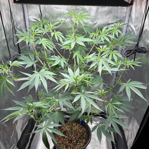 Sugar Babies Lit Farms #1 growlog timeline photo