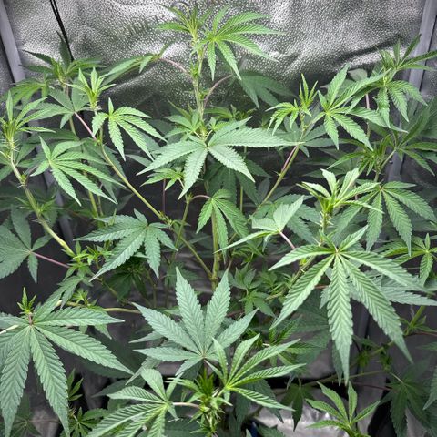 Sugar Babies Lit Farms #1 growlog timeline photo